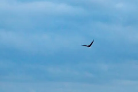 White-tailed eagle Foto stock