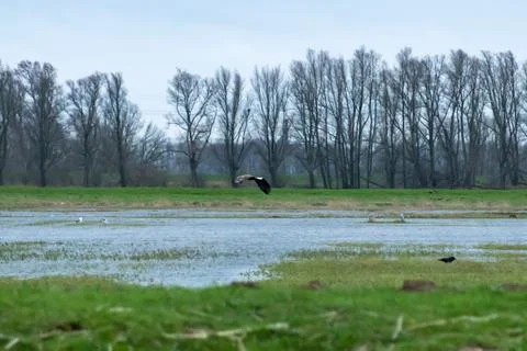 White-tailed eagle Stock-Fotos