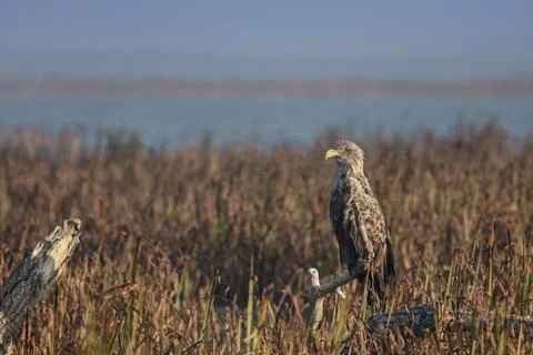 White tailed eagle Stock Photos
