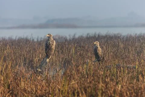 White tailed eagle Stock Photos