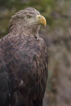 White-tailed eagle Stock Photos