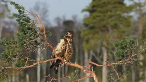 White-Tailed Eagle on a Pine Tree Stock Footage 10572932