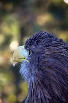 White-tailed eagle portrait Stock Photos