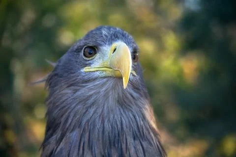White-tailed eagle portrait Stock Photos