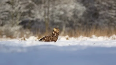 White-Tailed Eagle / Sea Eagle (Haliaeetus Albicilla) on Winter Scenery. Stock Footage 100639127