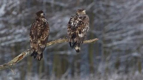 White-Tailed Eagle / Sea Eagle (Haliaeetus Albicilla) on Tree In Winter Stock Footage 100639184