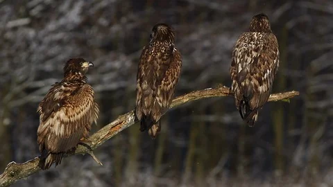 White-Tailed Eagle / Sea Eagle (Haliaeetus Albicilla) on Tree In Winter Stock Footage 100640443