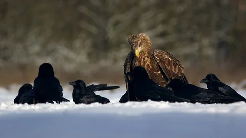 White-Tailed Eagle / Sea Eagle (Haliaeetus Albicilla) on Winter Scenery. Stock Footage 100640587
