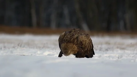 White-Tailed Eagle / Sea Eagle (Haliaeetus Albicilla) on Winter Scenery. Stock Footage 100647980