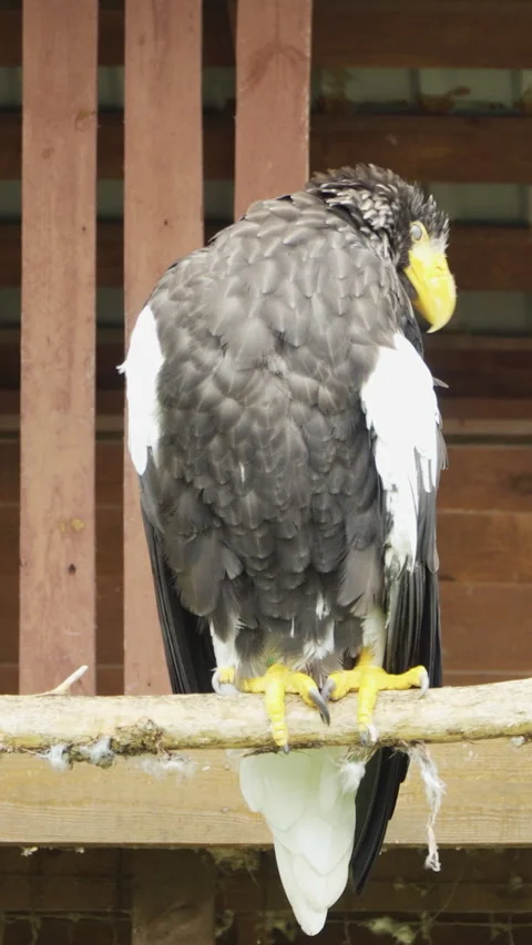 The white-tailed eagle sits on a branch and cleans its feathers. Zoo. Vertical v Stock Footage 241572171