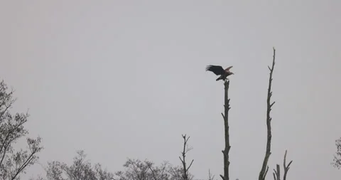 A white-tailed eagle sits on top of a tree, 4K slomo Stock Footage 168135582