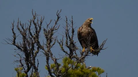 White-tailed eagle sits on top of the tree (Haliaeetus albicilla) Stock Footage 281202320