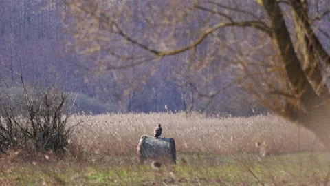 A white-tailed eagle sitting on a bale of hay, 4K slomo Stock Footage 176247861