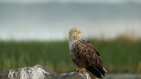White-tailed eagle sitting on a big rock on seaside Stock Footage 105535421