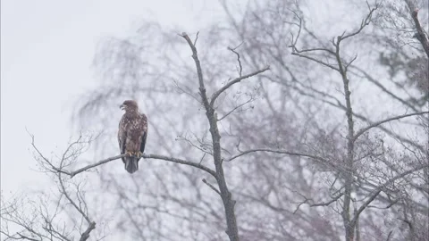 White tailed eagle sitting on a branch after cleaning (Haliaeetus albicilla) 動画素材 313083349