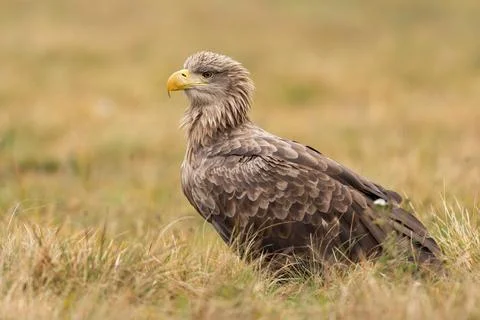 White-tailed eagle sitting on dry meadow in autumn Stock Photos