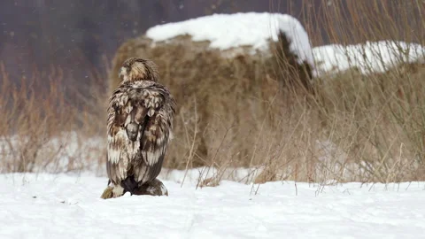 White-tailed Eagle sitting on the ground in Winter Snowfall. Stock Footage 295887925
