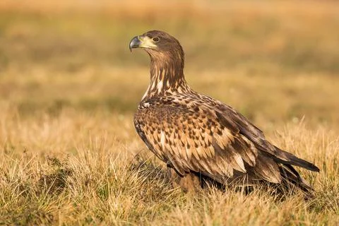 White-tailed eagle sitting on ground in autumn nature Stock Photos