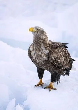 White Tailed eagle sitting on ice mountain Stock Photos