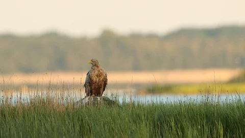 White-tailed eagle sitting on a rock on seaside Stock Footage 105533717