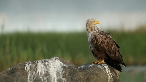 White-tailed eagle sitting on a rock on seaside harassed by gulls Stock Footage 105535471