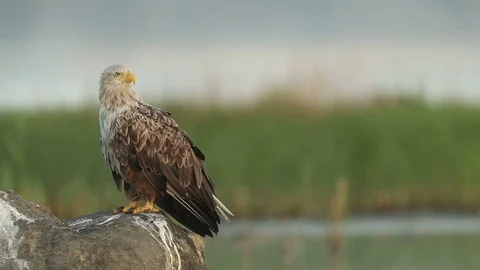 White-tailed eagle sitting on a rock on seaside Stock Footage 105535547