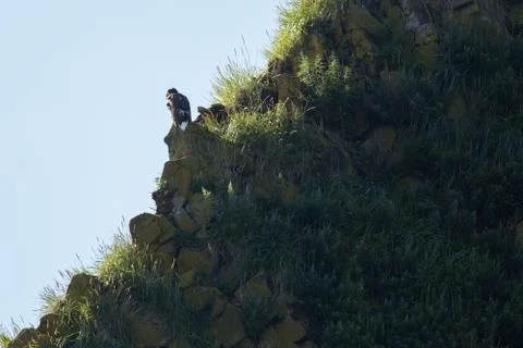 White-tailed eagle sitting on a rock in Pacific Ocean 스톡 사진