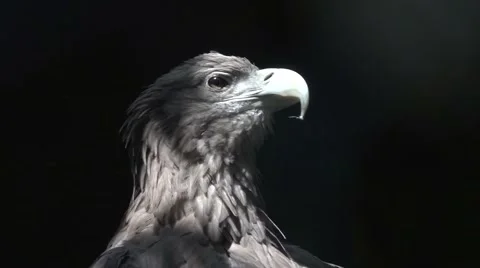White Tailed Eagle, Slow Motion Stock Footage 64892046