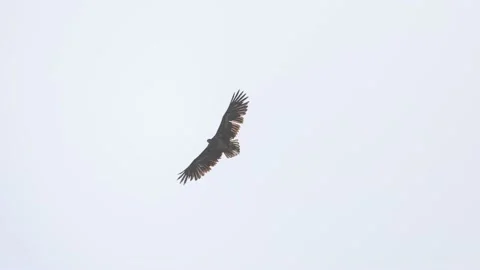 White-tailed eagle soars against the sky, 4K, very slomo Video stock 176289536
