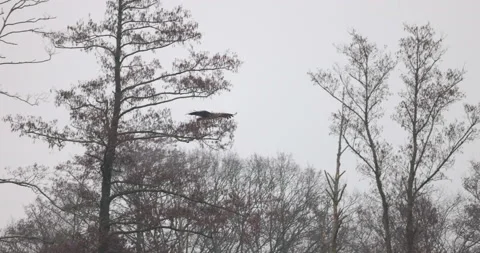 A white-tailed eagle soars between trees, 4K slomo Stock Footage 168135364