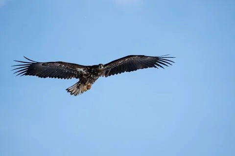 A white-tailed eagle soars in the blue sky. Stock Photos