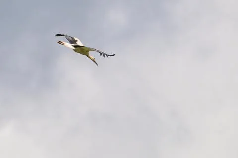 White-tailed eagle soars through a cloudy sky. Its wings are wide, showing da 스톡 사진