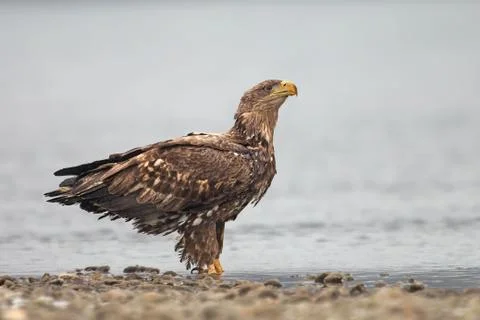 White-tailed Eagle standing in shallow water on river bank. Stock Photos