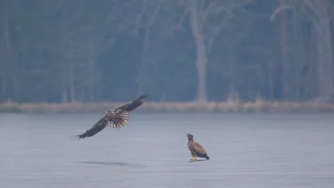 White tailed eagle starting from the ice (Haliaeetus albicilla) 動画素材 313084174
