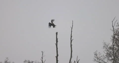 A white-tailed eagle takes flight from a tree, 4K slomo Stock Footage 168135660