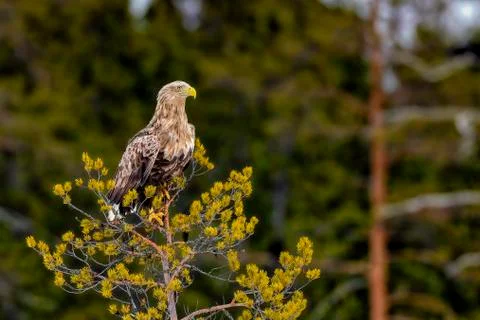 White-tailed eagle at the top of a pine tree Stock-Fotos