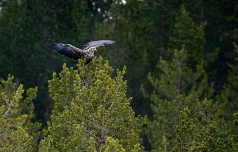 White-tailed eagle on the tree. Scientific name: Haliaeetus albicilla, Ern, erne Stock Photos