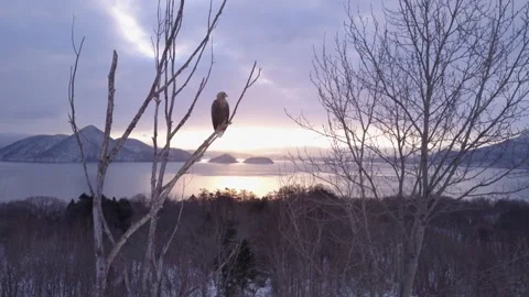 White-tailed eagle in a tree with a sunrise over lake Stock Footage 304029131