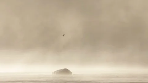 White-tailed Eagle trying to catch a fish in the foggy and mystical landscape Video stock 94684988