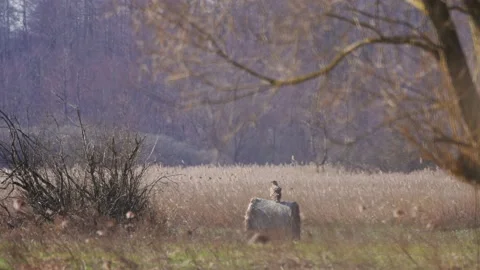 White-tailed eagle waiting for prey, 4K slomo Stock Footage 176247681
