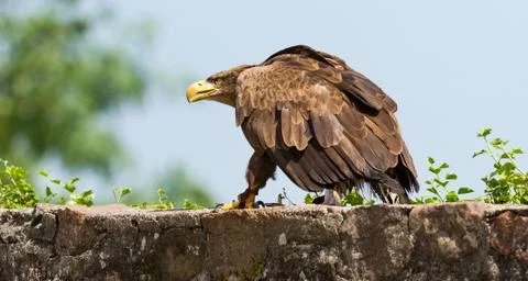 White-Tailed Eagle on the wall Stock Photos