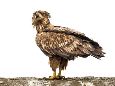 White-tailed eagle on white background Stock Photos