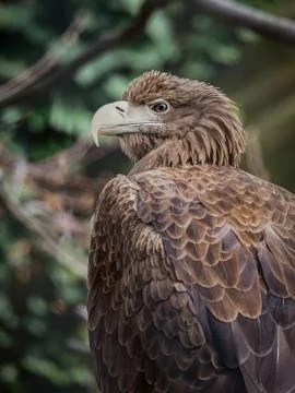 White-tailed eagle (White-tailed sea-eagle) Stock Photos