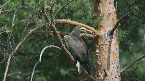 White-tailed eagle in the wild Stock Footage 159638064