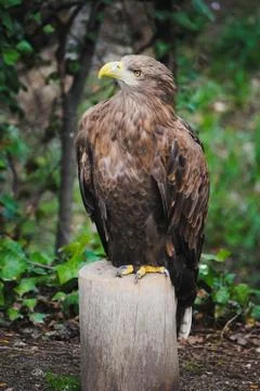 A white-tailed eagle with a yellow beak resting on a trunk and on a green bac Stock Photos