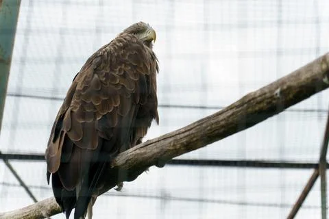 The white-tailed eagle at the zoo. A big dangerous eagle in a cage. Stock Photos