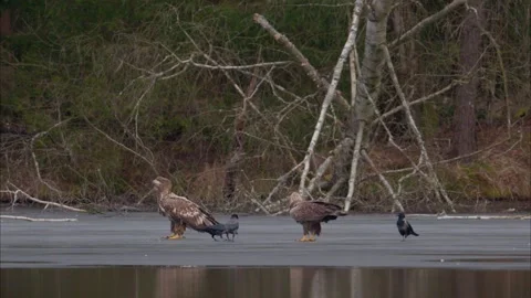 White tailed eagles and grey crows on the ice 動画素材 313067838