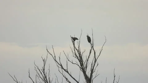 White-tailed eagles are resting on an old tree, 4K slomo Stock Footage 237534630