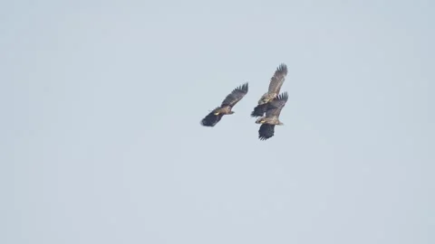 White tailed eagles in flight, birds of prey flying in sky Stock Footage 344205469