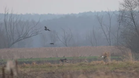 White-tailed eagles landing in the field, 4K slomo Stock Footage 237716739